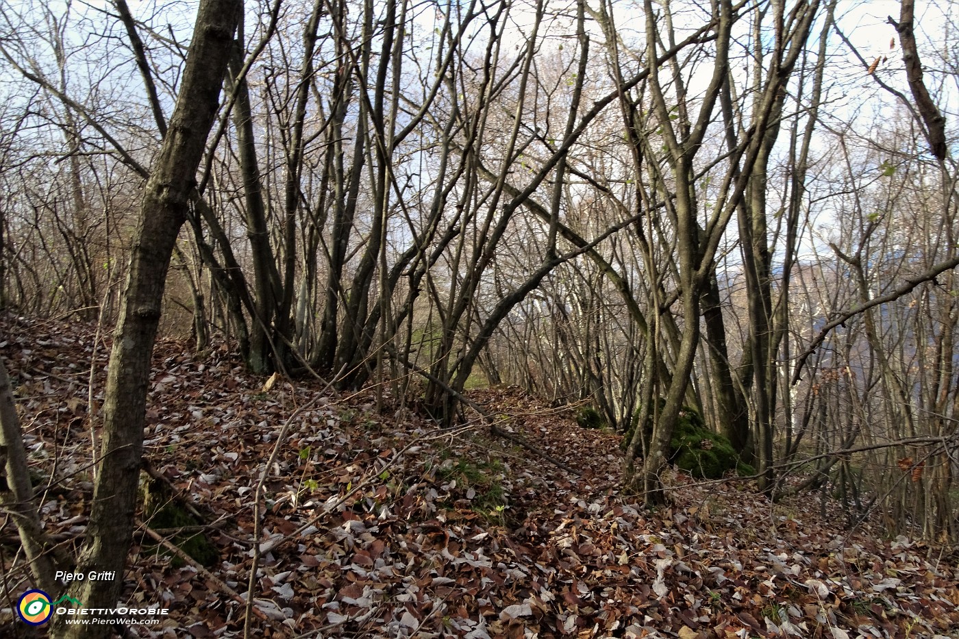 38 Su traccia per bosco scendo alla Stalla Fopp.JPG